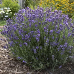 'Hidcote' Lavender -GREAT GARDEN PLANTS ad777dfe720023c87b88b7911572cb2f