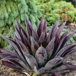 ART & SOL™ 'Thunderbird' Mangave