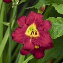 'Pardon Me' Daylily -GREAT GARDEN PLANTS aec67857338f32b0b78ea7cd5cb76e30