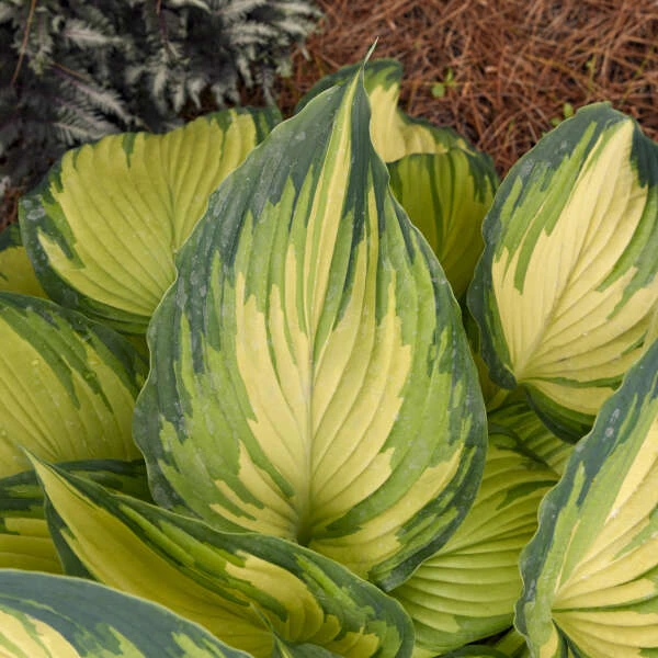 'My Fair Lady' Hosta 2 'My Fair Lady' Hosta - Image 2