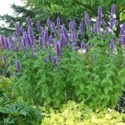 'Blue Boa' Hummingbird Mint -GREAT GARDEN PLANTS agastache blue boa 3 029cfbf5 6258 4ea5 a35f 3b9fed44be96 sw
