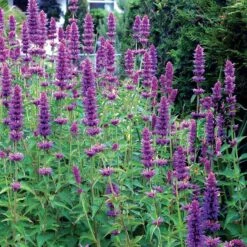 'Blue Boa' Hummingbird Mint -GREAT GARDEN PLANTS agastache blue boa 4 b931e810 6f31 48ec a96b ffabeb9ae4c4 sw