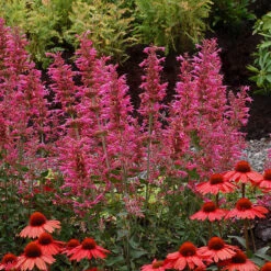 'Morello' Hummingbird Mint -GREAT GARDEN PLANTS agastache morello 3 P