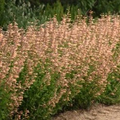 Meant To Bee™ Queen Nectarine Hummingbird Mint -GREAT GARDEN PLANTS agastache queen nectarine
