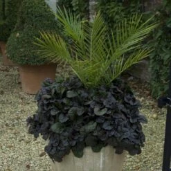 'Black Scallop' Bugleweed -GREAT GARDEN PLANTS ajuga black scallop bugleweed 1 129a665e b42f 4ba2 94d6 0da545e3cf2b sw