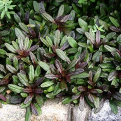 'Chocolate Chip' Bugleweed -GREAT GARDEN PLANTS ajuga chocolate chip bugleweed 3