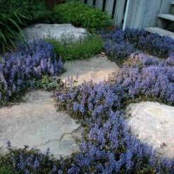 'Chocolate Chip' Bugleweed -GREAT GARDEN PLANTS ajuga chocolate chip bugleweed 4