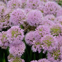 'Millenium' Allium -GREAT GARDEN PLANTS allium millenium 2
