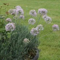 'Blue Eddy' Allium -GREAT GARDEN PLANTS allium senescens blue eddy 2 sw