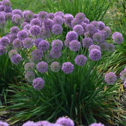 'Serendipity' Allium -GREAT GARDEN PLANTS allium serendipity german garlic 1 P