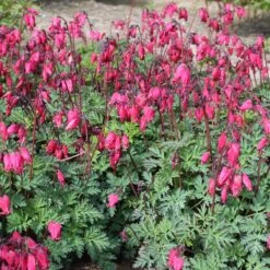 'Amore Rose' Bleeding Heart -GREAT GARDEN PLANTS amore rose bleeding heart dicentra 1