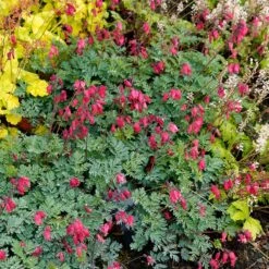 'Amore Rose' Bleeding Heart -GREAT GARDEN PLANTS amore rose bleeding heart dicentra 4