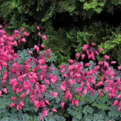 'Amore Rose' Bleeding Heart -GREAT GARDEN PLANTS amore rose bleeding heart dicentra 5