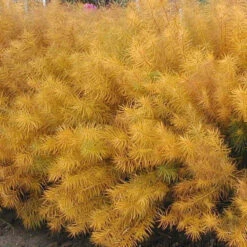 Threadleaf Bluestar -GREAT GARDEN PLANTS amsonia hubrichtii bluestar 2