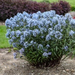 'Storm Cloud' Bluestar -GREAT GARDEN PLANTS amsonia tabernaemontana storm cloud bluestar 2