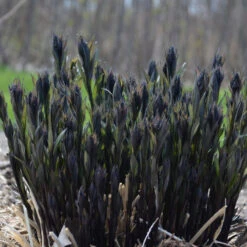 'Storm Cloud' Bluestar -GREAT GARDEN PLANTS amsonia tabernaemontana storm cloud bluestar 5