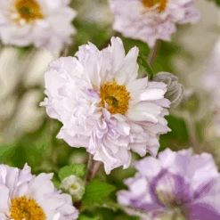 Frilly Knickers™ Japanese Anemone