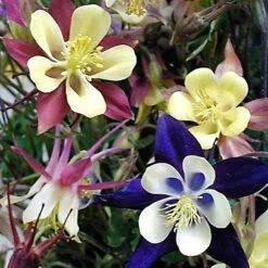'Biedermeier Mix' Columbine -GREAT GARDEN PLANTS aquilegia biedermeier mix columbine 4 square sw
