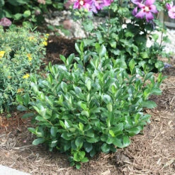 Low Scape Mound® Aronia -GREAT GARDEN PLANTS aronia low scape mound 5