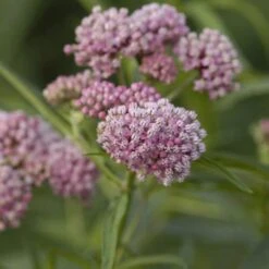 'Cinderella' Swamp Milkweed -GREAT GARDEN PLANTS asclepias incarnata cinderella swamp weed milkweed 1