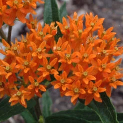 Orange Milkweed -GREAT GARDEN PLANTS asclepias tuberosa butterfly weed 1