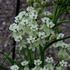 Whorled Milkweed -GREAT GARDEN PLANTS asclepias verticillata whorled milkweed 6