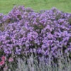 Kickin® 'Lilac Blue' New England Aster