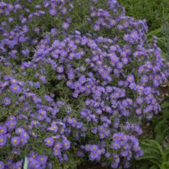 Kickin® 'Lilac Blue' New England Aster -GREAT GARDEN PLANTS aster kickin lilac blue 3