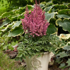 'Little Vision In Pink' Astilbe -GREAT GARDEN PLANTS astilbe little vision pink 3