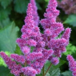 'Visions' Astilbe -GREAT GARDEN PLANTS astilbe visions false spirea 1