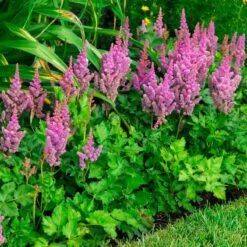 'Visions' Astilbe -GREAT GARDEN PLANTS astilbe visions false spirea 2
