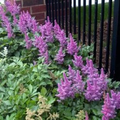 'Visions' Astilbe -GREAT GARDEN PLANTS astilbe visions false spirea 3