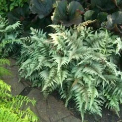 Japanese Painted Fern -GREAT GARDEN PLANTS athyrium nipponicum pictum 1