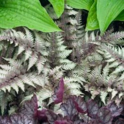 Japanese Painted Fern -GREAT GARDEN PLANTS athyrium nipponicum pictum 2