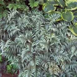 Japanese Painted Fern -GREAT GARDEN PLANTS athyrium nipponicum pictum 3