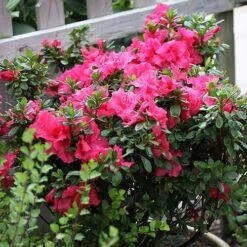 Bloom-A-Thon® Hot Pink Reblooming Azalea -GREAT GARDEN PLANTS azalea bloom a thon hot pink 3 P 6af5232a 90fa 4cea b7aa 501ac3cb47ae sw