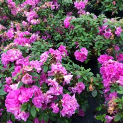 Perfecto Mundo® Double Purple Reblooming Azalea -GREAT GARDEN PLANTS azalea perfecto mundo double purple 1 P