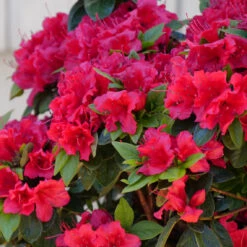 Perfecto Mundo® Red Reblooming Azalea -GREAT GARDEN PLANTS azalea perfecto mundo red 2