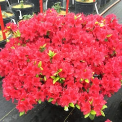 Perfecto Mundo® Red Reblooming Azalea -GREAT GARDEN PLANTS azalea perfecto mundo red 3