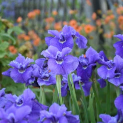 'Ruffled Velvet' Siberian Iris -GREAT GARDEN PLANTS b1df01815896b2699046a69da3569ba1