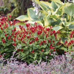 'Apple Slices' Spigelia -GREAT GARDEN PLANTS b4f50afe9849e0d9a8d9551c6131e718