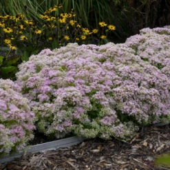 Rock 'N Round™ 'Pure Joy' Stonecrop -GREAT GARDEN PLANTS b5bcd667164be833e564ec669ea9f3be