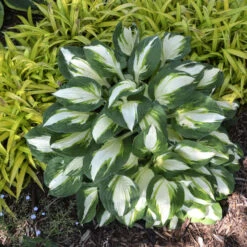 'Vulcan' Hosta -GREAT GARDEN PLANTS b6296beeb1b63d63e1c4d167f587123f
