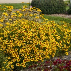 Designer Threads™ 'Golden Needles' Tickseed -GREAT GARDEN PLANTS b9b681de8e9e8a25b7f1d17d3b200bd2