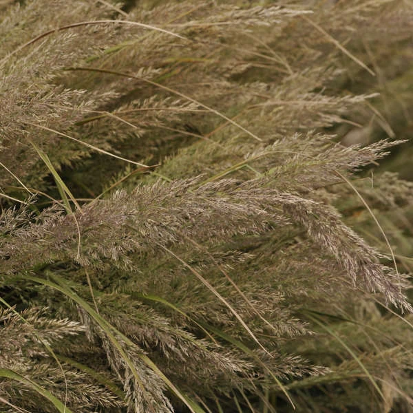 Korean Feather Reed Grass 3 Korean Feather Reed Grass - Image 3