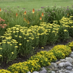 'Firefly Sunshine' Yarrow -GREAT GARDEN PLANTS bc41150f70906a678e5addf4b28d43bc