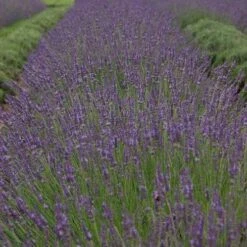 Phenomenal® Lavender -GREAT GARDEN PLANTS bc55a5d16b0311983454a8918271667a