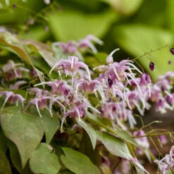 'Pretty In Pink' Barrenwort -GREAT GARDEN PLANTS bd87b077e5011e0bc3f3d3de9dccecdc