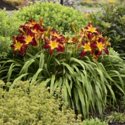 Rainbow Rhythm® 'Ruby Spider' Daylily -GREAT GARDEN PLANTS be1d5040b93ab3c3d17912438725ba88
