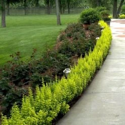 Sunjoy® Citrus Barberry -GREAT GARDEN PLANTS berberis sunjoy citrus barberry 3